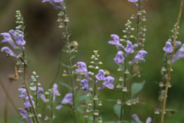 Scutellaria incana Glidkruid bestellen